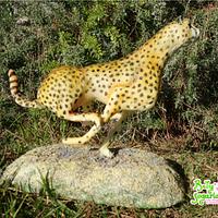 Cheetah - Animal Rights Collaboration