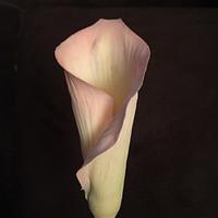 Cala lilys in an arrangement 