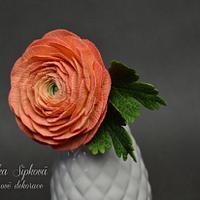 Chocolate Ranunculus