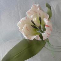 pepermint tulips 