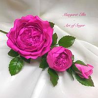 ‘Pretty in Pink’ ‘Pretty in Pink’