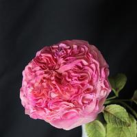 Old English Sugar Rose