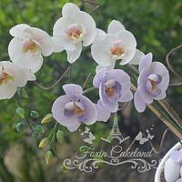 Moth Orchid Moth Orchid