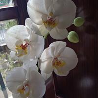 My new orchid...