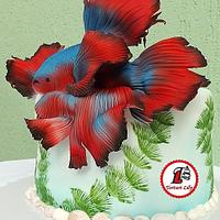 Betta Splendens Fish Cake