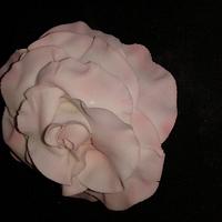 Dusky pink rose