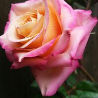 Summer garden rose. 