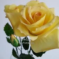 Flower yellow rose