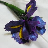  my first sugar iris 