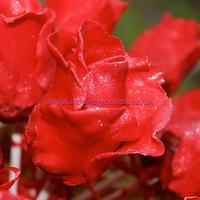 Valentines Bespoke Rose Bouquet