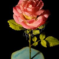 Mi dulce rosa Mi dulce rosa
