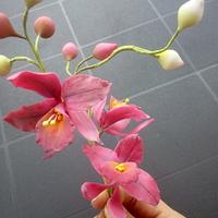 My sugar orchids