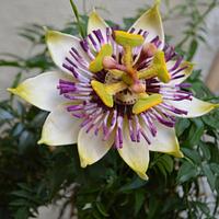 Free formed flower paste Passiflora