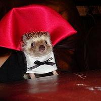 Hedgehog in a Vampire cape?