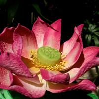 Lotus sacred for Lena