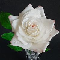 White rose 