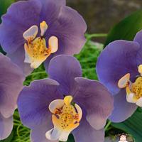 Purple Phalaenopsis orchids