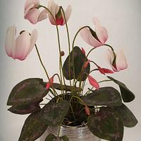 Cyclamen Cyclamen
