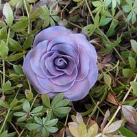 the Bleu Rose