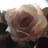 Romantic rose...