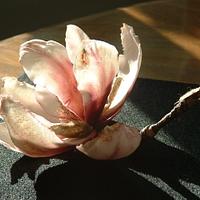 Gumpaste magnolia