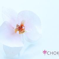 Wafer Paper Flower: Orchid (Phaleanopsis - Moth)