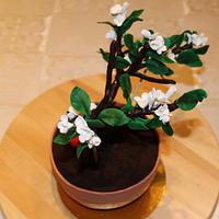 Tarta bonsay (manzano)-Bonsay tart (apple) 