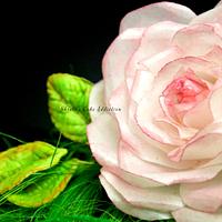 Wafer Paper Rose