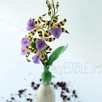 Lemboglossum-Sugarcraft Orchid Plant