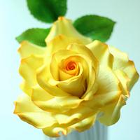 Yellow rose!