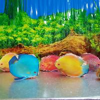 3D  aquarium Discus fish 