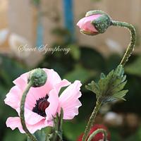 Pink Poppies!