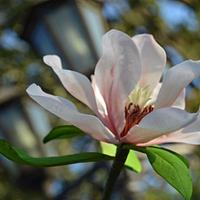 Spring Mood- Magnolia