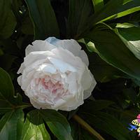 Wafer paper peony in a real garden