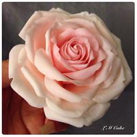 3 Tone Pink rose