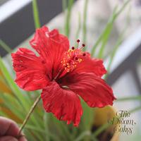 Red Sugar Hibiscus