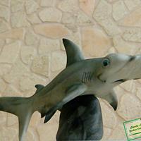 hammerhead shark 