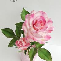 Sugar pink rose