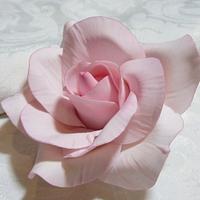 Pastel Pink Rose 