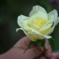 Yellow fondant rose