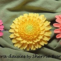 Gerbera daisies 