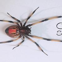 Brown widow Spider