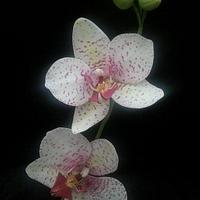 Sugar Moth Orchid