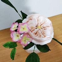 Sugar rose and hydrangea