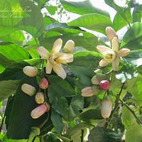 Zagara Flowers, the blossoms of citrus trees