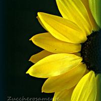 Gumpaste Sunflower