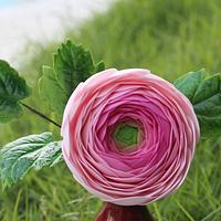 Sugar Rananculus Sugar Rananculus