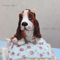 3D cake Basset on the cake-pillow. Shabby chic style