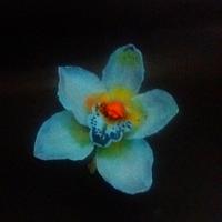 blue cimbydium and fringed cattleya in gum paste