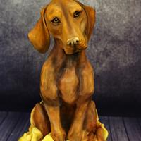 Vizsla dog cake Vizsla dog cake